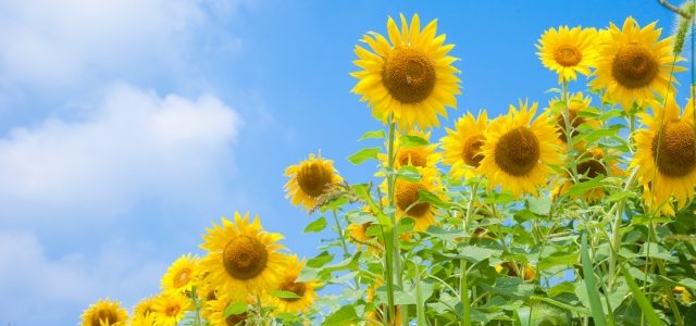 2022年夏季休業のお知らせ